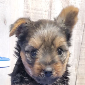 Yorkshire Terrier Puppy Graham