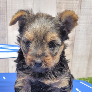 Yorkshire Terrier Puppy Graham