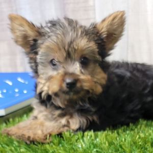 Yorkshire Terrier Puppy Graham