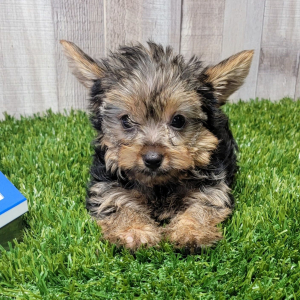 Yorkshire Terrier Puppy Graham