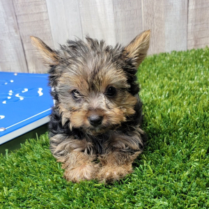 Yorkshire Terrier Puppy Graham