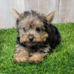 Yorkshire Terrier Puppy Graham