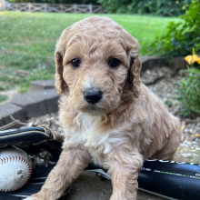Labradoodle Puppy Lily