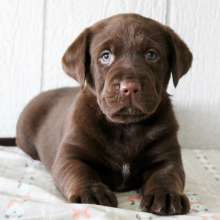 Labrador Retriever Puppy Frannie