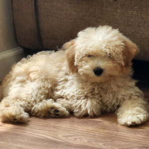 Goldendoodle Puppy Star Gazer
