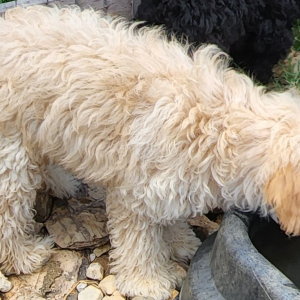 Goldendoodle Puppy Star Gazer