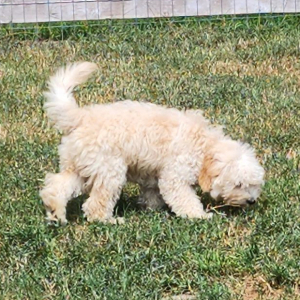 Goldendoodle Puppy Star Gazer