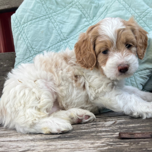 Cockapoo Puppy Olivia