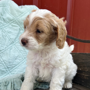 Cockapoo Puppy Olivia