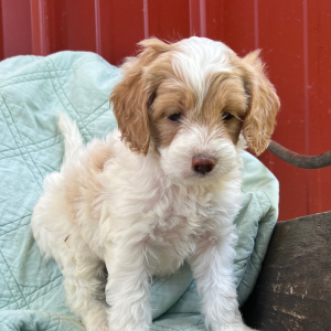 Cockapoo Puppy Olivia