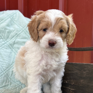 Cockapoo Puppy Olivia