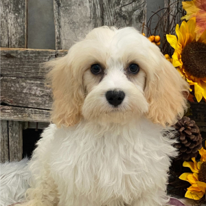 Cavachon Puppy Casey