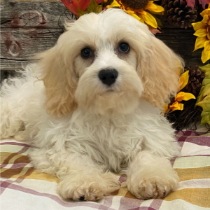 Cavachon Puppy Casey