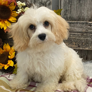Cavachon Puppy Casey