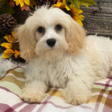 Cavachon Puppy Casey
