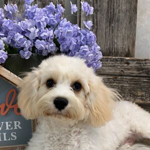 Cavachon Puppy Casey
