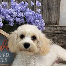 Cavachon Puppy Casey