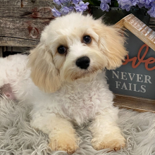 Cavachon Puppy Casey
