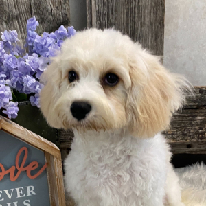 Cavachon Puppy Casey