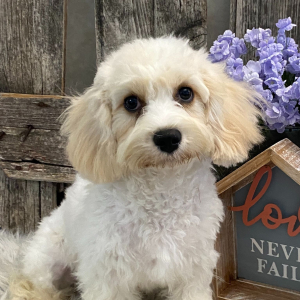 Cavachon Puppy Casey