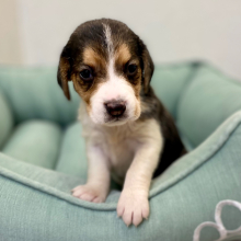 Beagle Puppy Jolie