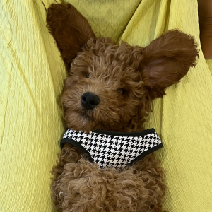 Goldendoodle Puppy Baron