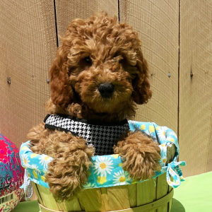 Goldendoodle Puppy Baron