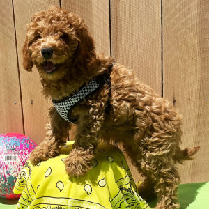 Goldendoodle Puppy Baron