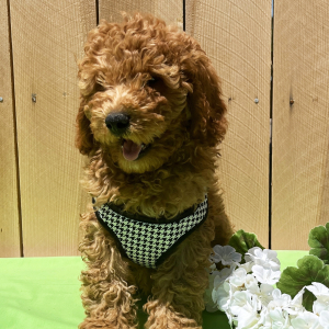 Goldendoodle Puppy Baron