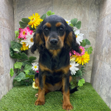 Cavapoo Puppy Petunia