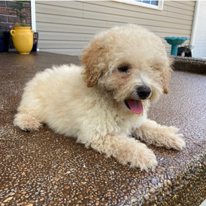 Poodle Puppy Murphy