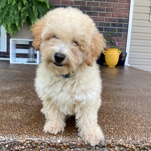 Poodle Puppy Murphy