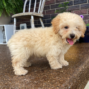 Poodle Puppy Murphy