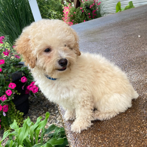 Poodle Puppy Murphy