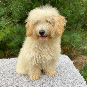 Poodle Puppy Murphy