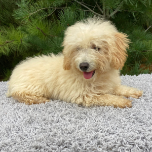 Poodle Puppy Murphy