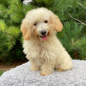 Poodle Puppy Murphy