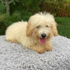 Poodle Puppy Murphy