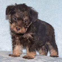 Miniature Schnauzer Puppy Sheldon