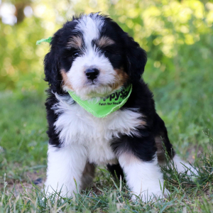 Bernedoodle Puppy Ares