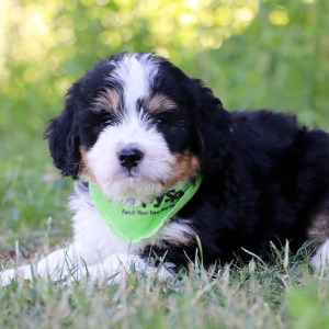 Bernedoodle Puppy Ares