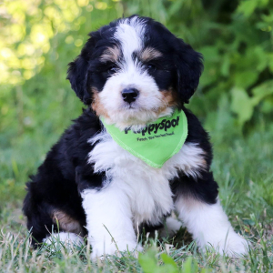 Bernedoodle Puppy Ares