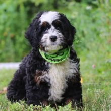 Bernedoodle Puppy Carter