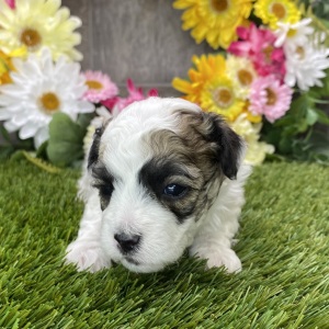 Maltipoo Puppy Nero