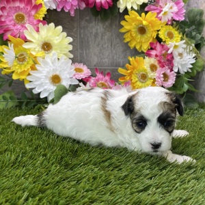 Maltipoo Puppy Nero