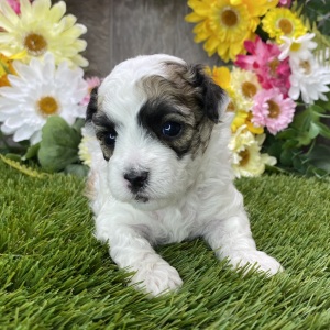 Maltipoo Puppy Nero