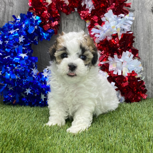 Maltipoo Puppy Nero