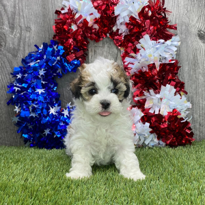 Maltipoo Puppy Nero