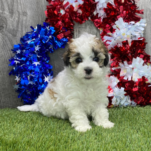 Maltipoo Puppy Nero