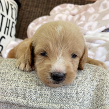 Labradoodle Puppy Elsa
